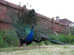 SX27033 Peacock display fanning feathers [Pavo cristatus] in garden.jpg